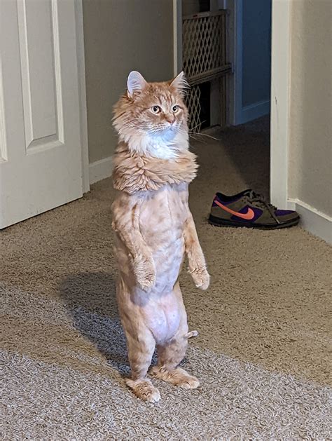 cat standing up meme|funny standing cat.